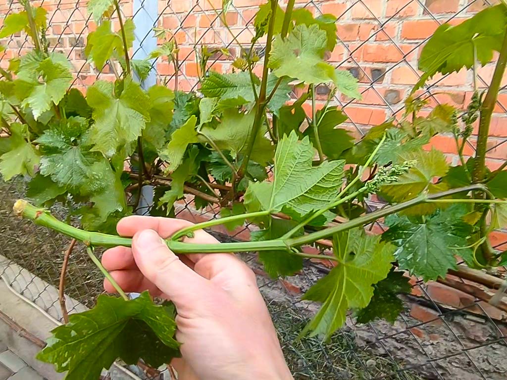 Нормування пагонами винограду 